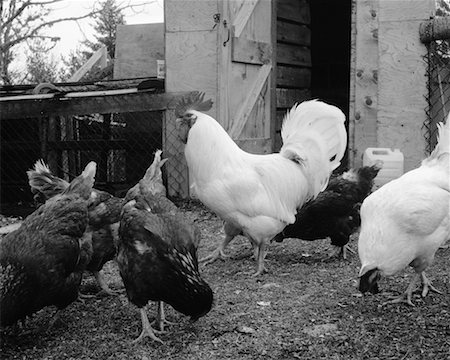 Chicken Coop Stock Photo - Rights-Managed, Code: 700-00094158