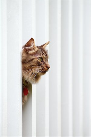 simsearch:600-05524676,k - Cat Peeking Through Fence Stock Photo - Rights-Managed, Code: 700-00094598