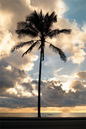 simsearch:700-00027532,k - Palm Tree at Dusk Honolulu, Oahu, Hawaii Foto de stock - Con derechos protegidos, Código: 700-00094784
