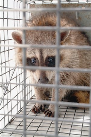 Raccoon in Cage Foto de stock - Con derechos protegidos, Código: 700-00095828