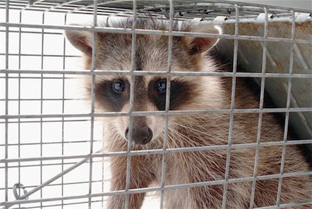 Raccoon in Cage Foto de stock - Con derechos protegidos, Código: 700-00095831