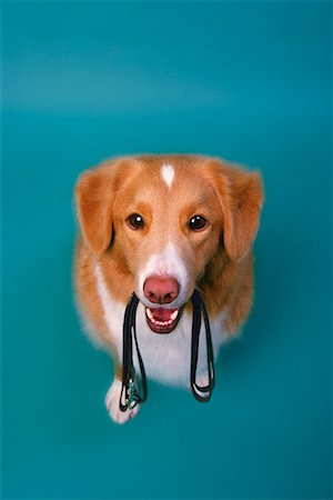 simsearch:649-08381674,k - Portrait of Dog With Leash in Mouth Stock Photo - Rights-Managed, Code: 700-00097021