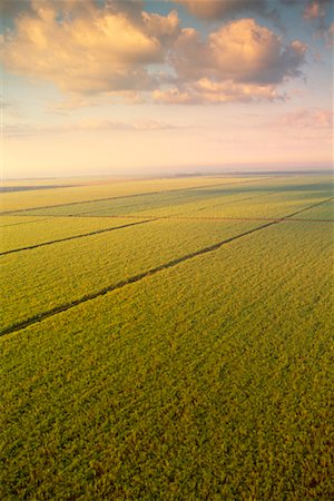 sugar cane field - Sucre de canne champ Clewiston, Floride Photographie de stock - Rights-Managed, Code: 700-00097520