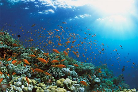 david nardini - Poissons tropicaux Photographie de stock - Rights-Managed, Code: 700-00097747