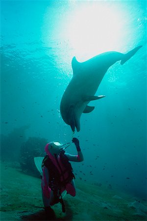 simsearch:614-02679622,k - Scuba Diver and Dolphin Foto de stock - Con derechos protegidos, Código: 700-00097740