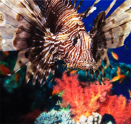 scorpaenidae - Lion Fish Stock Photo - Rights-Managed, Code: 700-00097750