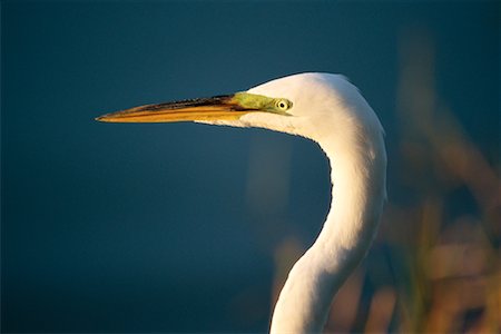 ding darling wildlife refuge - Great Egret Stock Photo - Rights-Managed, Code: 700-00098674