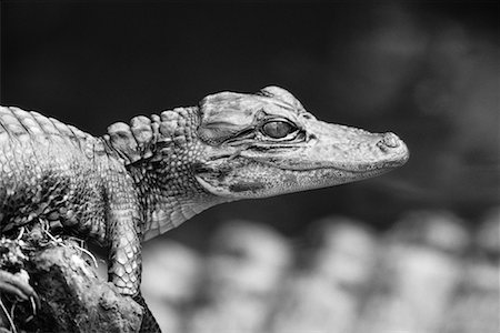 simsearch:633-08639045,k - Baby Alligator Stock Photo - Rights-Managed, Code: 700-00098678