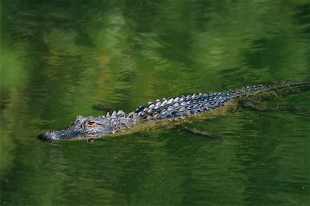 simsearch:633-08639045,k - Alligator Stock Photo - Rights-Managed, Code: 700-00098679
