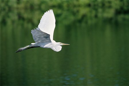 Great Egret Stock Photo - Rights-Managed, Code: 700-00098672