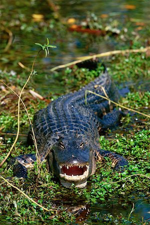 everglades national park - Alligator Stock Photo - Rights-Managed, Code: 700-00098680