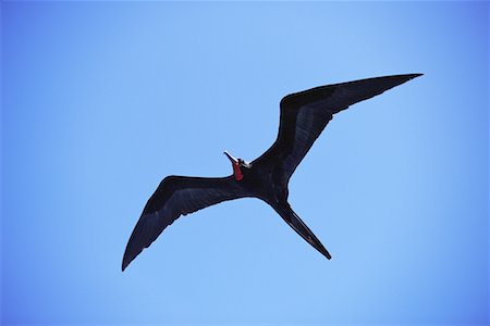 Great Frigate Bird Foto de stock - Con derechos protegidos, Código: 700-00098864