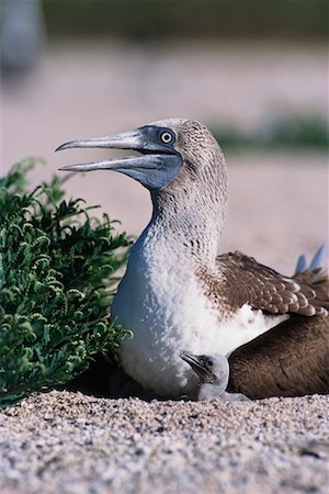 simsearch:700-00170365,k - Blue-footed Booby Stock Photo - Rights-Managed, Code: 700-00098868