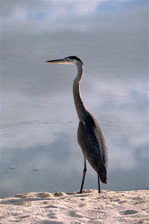 Great Blue Heron Foto de stock - Con derechos protegidos, Código: 700-00098874