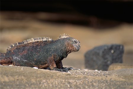 simsearch:700-00098865,k - Marine Iguana Foto de stock - Con derechos protegidos, Código: 700-00098876