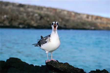 simsearch:700-00098888,k - Mouette atricille Photographie de stock - Rights-Managed, Code: 700-00098871