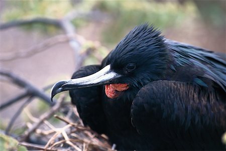 Magnificent Frigate Bird Stock Photo - Rights-Managed, Code: 700-00098872