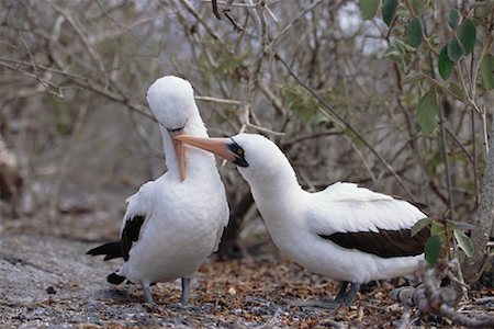 simsearch:700-00098897,k - Masked Boobies Foto de stock - Con derechos protegidos, Código: 700-00098884