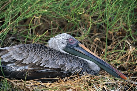 simsearch:700-00098897,k - Brown Pelican Foto de stock - Con derechos protegidos, Código: 700-00098885