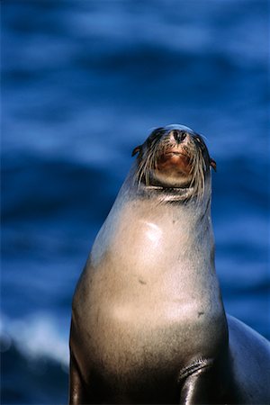 seals of ecuador - Sea Lion Stock Photo - Rights-Managed, Code: 700-00098889