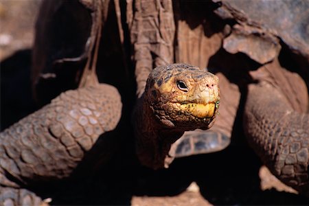 Giant Tortoise Foto de stock - Con derechos protegidos, Código: 700-00098880