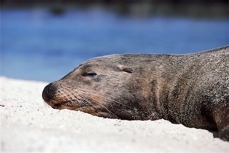 simsearch:700-00170365,k - Sea Lion Stock Photo - Rights-Managed, Code: 700-00098897
