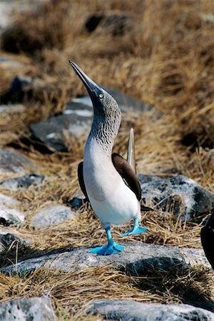 sula dalle zampe azzurre - Blue-footed Booby Fotografie stock - Rights-Managed, Codice: 700-00098898