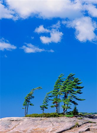 Pine Trees Foto de stock - Direito Controlado, Número: 700-00099504