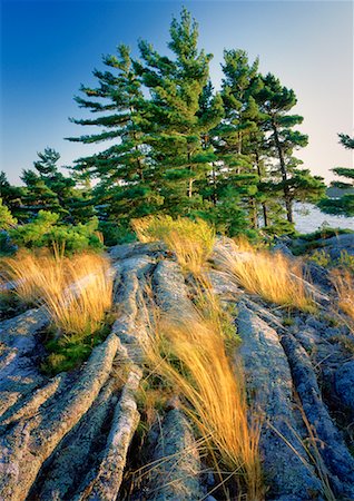 Trees and Rock Fotografie stock - Rights-Managed, Codice: 700-00099505