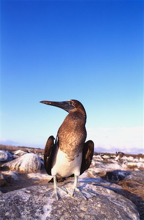 Blue-footed Booby Stock Photo - Rights-Managed, Code: 700-00099668