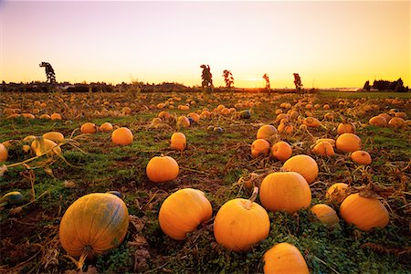 field crop sunrise nobody - Pumpkin Patch Stock Photo - Rights-Managed, Code: 700-00099859