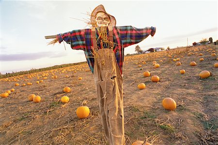 espantalho - Halloween Scarecrow Foto de stock - Direito Controlado, Número: 700-00099888