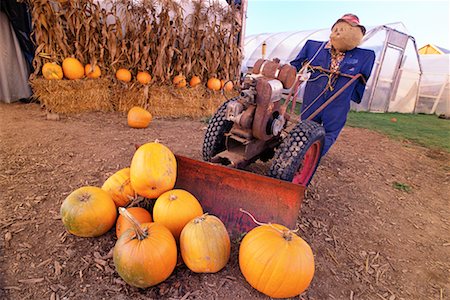 Scarecrow Plowing Pumpkins Stock Photo - Rights-Managed, Code: 700-00099881