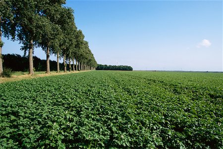 Field The Netherlands Stock Photo - Rights-Managed, Code: 700-00090593