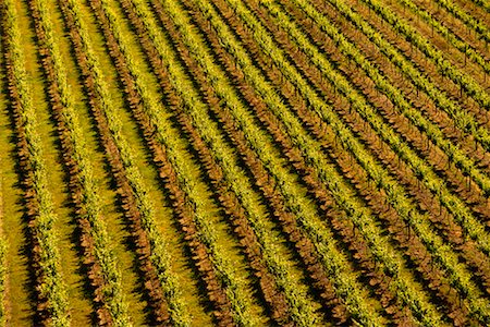 sunbury (australia) - Vineyard Foto de stock - Con derechos protegidos, Código: 700-00090823