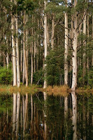 Trees on Lake Shore Stock Photo - Rights-Managed, Code: 700-00090833