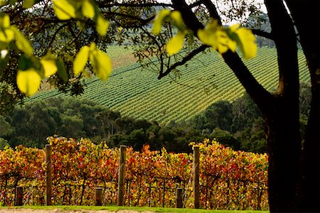 Tuck's Ridge and Montalto Vineyards, Australia Stock Photo - Rights-Managed, Code: 700-00090894