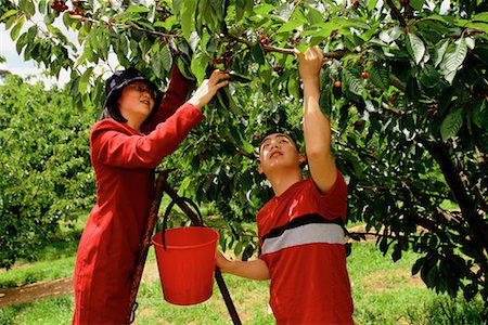 People Picking Cherries Stock Photo - Rights-Managed, Code: 700-00090904