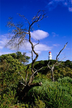 Trees and Lighthouse Stock Photo - Rights-Managed, Code: 700-00090916