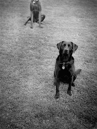 Portrait of Dogs Fotografie stock - Rights-Managed, Codice: 700-00092655