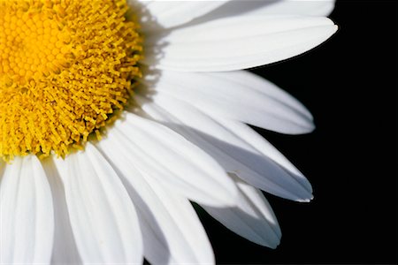 simsearch:700-00163373,k - Gerbera Daisy Foto de stock - Con derechos protegidos, Código: 700-00093563