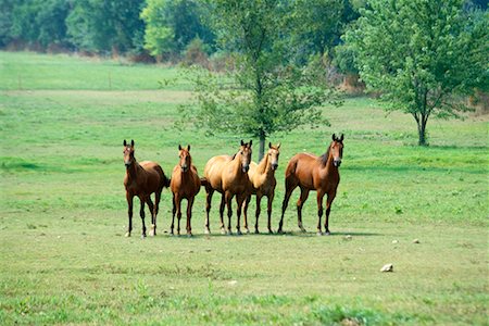 stati delle pianure - Horses in Field Fotografie stock - Rights-Managed, Codice: 700-00093944