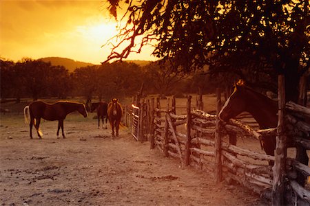 ranches with fenced livestock - Horses at Sunset Stock Photo - Rights-Managed, Code: 700-00093968