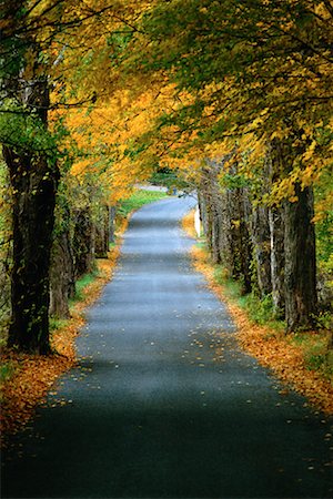 simsearch:700-00159970,k - Tree-Lined Road in Autumn Stock Photo - Rights-Managed, Code: 700-00154340