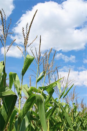 simsearch:700-00035467,k - Close-up of Corn Stalks Wisconsin, USA Stock Photo - Rights-Managed, Code: 700-00154874