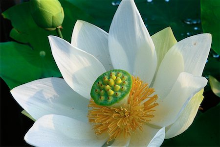 simsearch:700-02798076,k - Close-Up of Lotus Flower Stock Photo - Rights-Managed, Code: 700-00155662