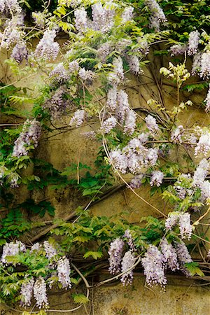 Wisteria Flowers Fotografie stock - Rights-Managed, Codice: 700-00156096