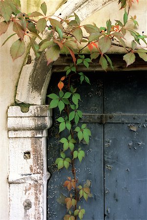 parra virgen - Detail of Door with Vines Foto de stock - Con derechos protegidos, Código: 700-00156195
