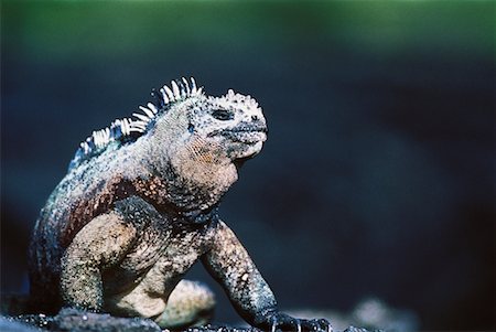 Marine Iguana Galapagos Islands, Ecuador Fotografie stock - Rights-Managed, Codice: 700-00156274