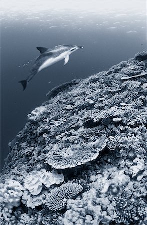 david nardini - Dolphin Vavau Island, Pacific Ocean Tonga Photographie de stock - Rights-Managed, Code: 700-00156277
